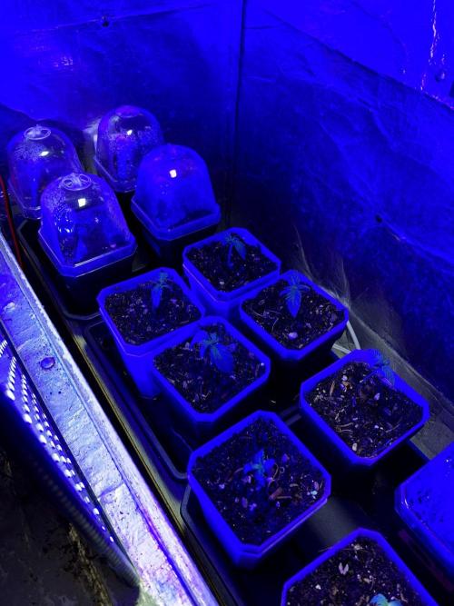3M 🤪 Crossbreeding. Week 0
