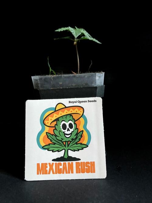 3M 🌮 Mexican Rush. Week 2