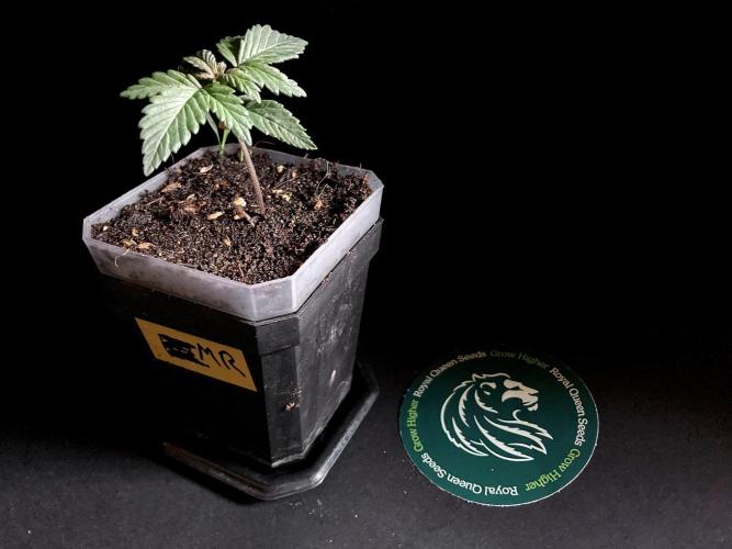 3M 🌮 Mexican Rush. Week 2