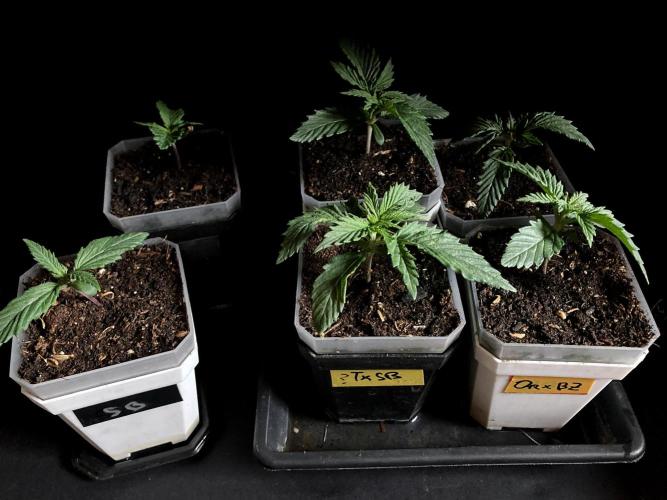 3M 🤪 Crossbreeding. Week 2