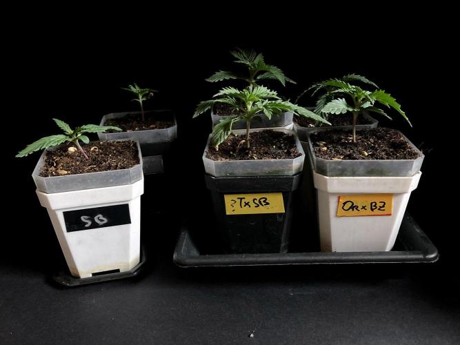 3M 🤪 Crossbreeding. Week 2