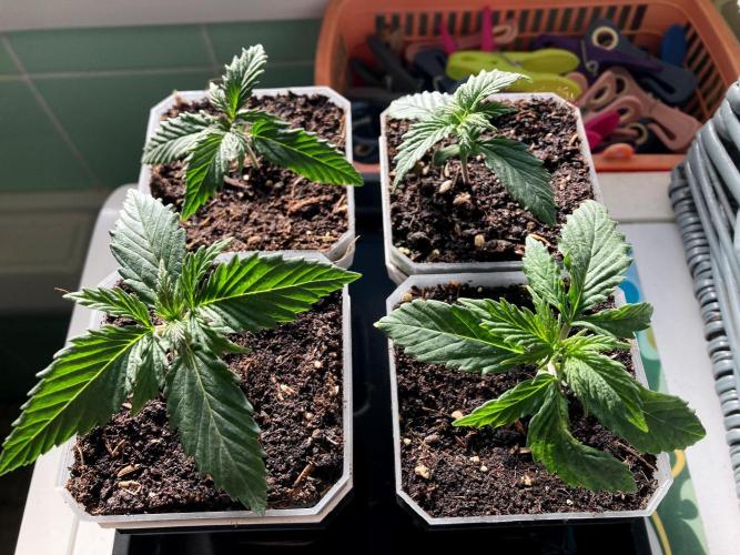 3M 🤪 Crossbreeding. Week 2