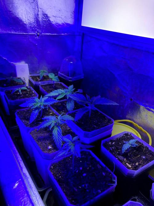 3M 🤪 Crossbreeding. Week 2