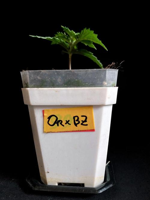 3M 🤪 Crossbreeding. Week 2 - Oreoz x Sativa Brazil