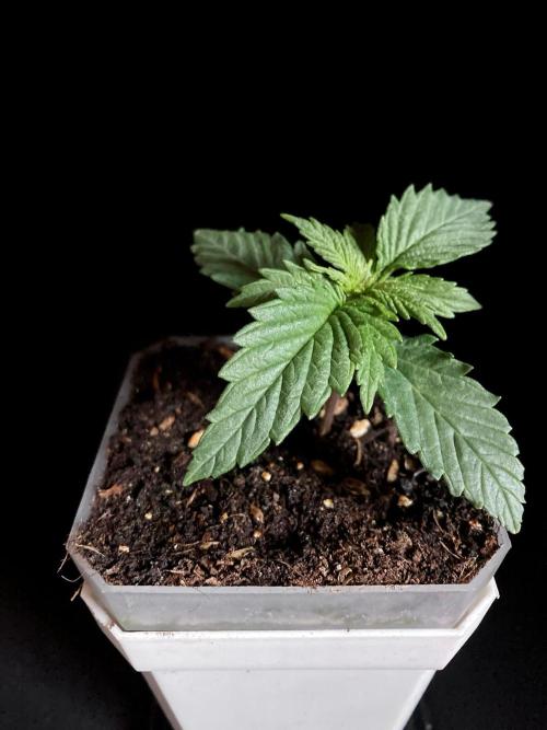 3M 🤪 Crossbreeding. Week 2