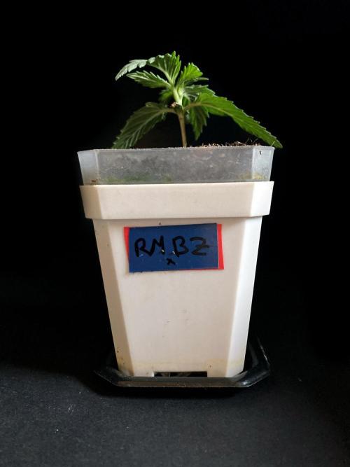 3M 🤪 Crossbreeding. Week 2 - Royal Max x Sativa Brazil