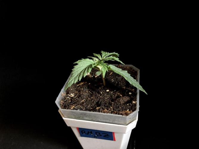 3M 🤪 Crossbreeding. Week 2