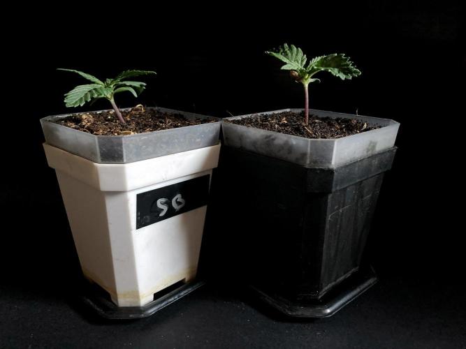 3M 🤪 Crossbreeding. Week 2 - Sativa Brazil