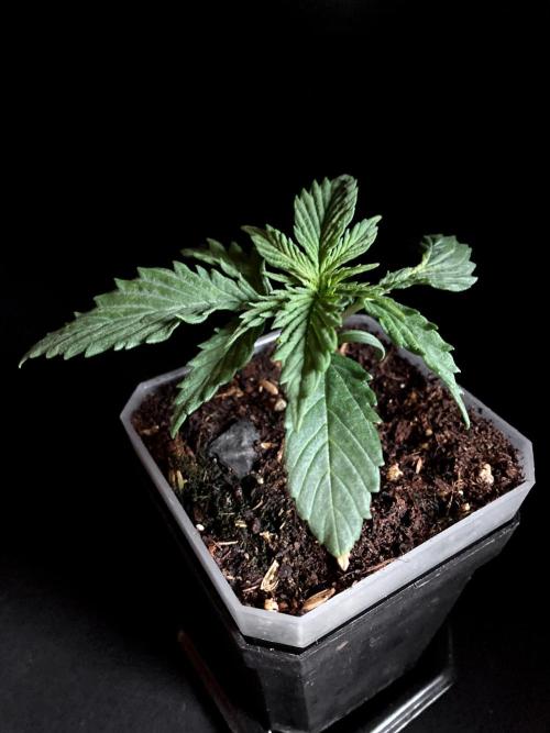 3M 🤪 Crossbreeding. Week 2