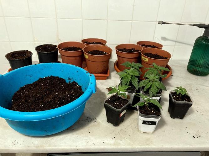 3M 🤪 Crossbreeding. Week 3