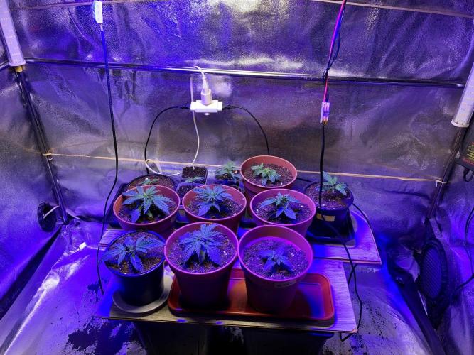 3M 🤪 Crossbreeding. Week 3