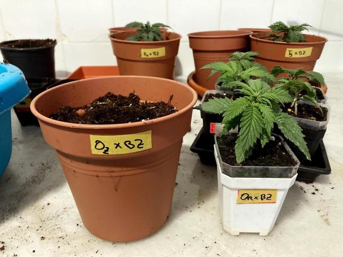 3M 🤪 Crossbreeding. Week 3