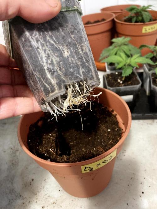 3M 🤪 Crossbreeding. Week 3