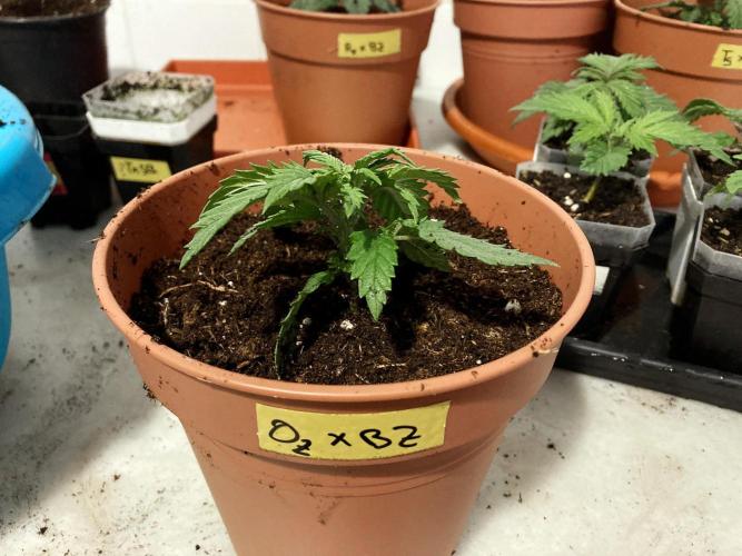 3M 🤪 Crossbreeding. Week 3