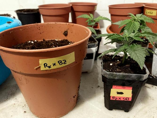 3M 🤪 Crossbreeding. Week 3