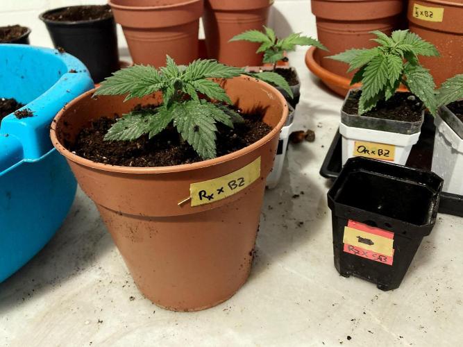 3M 🤪 Crossbreeding. Week 3
