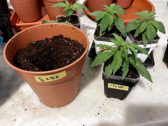 3M 🤪 Crossbreeding. Week 3