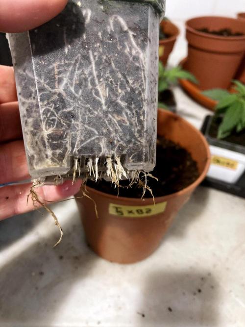 3M 🤪 Crossbreeding. Week 3