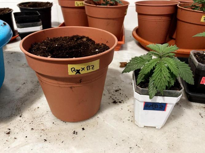 3M 🤪 Crossbreeding. Week 3