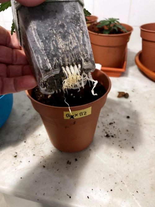 3M 🤪 Crossbreeding. Week 3