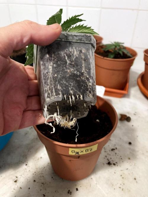3M 🤪 Crossbreeding. Week 3