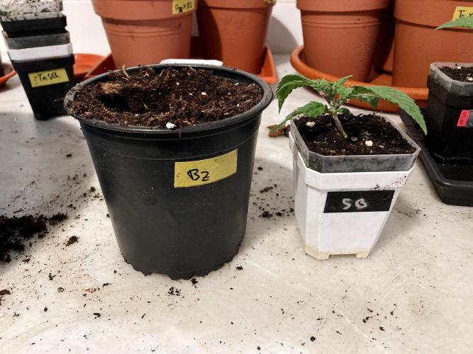 3M 🤪 Crossbreeding. Week 3