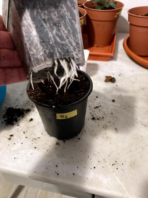 3M 🤪 Crossbreeding. Week 3