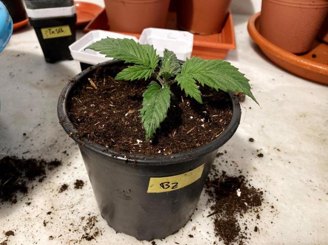 3M 🤪 Crossbreeding. Week 3