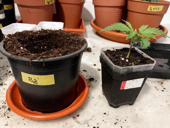 3M 🤪 Crossbreeding. Week 3