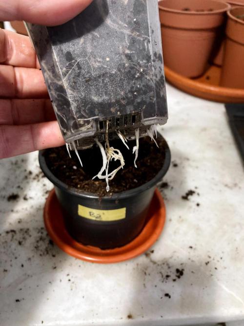 3M 🤪 Crossbreeding. Week 3
