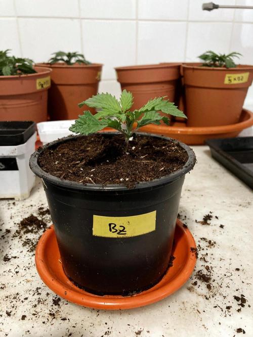 3M 🤪 Crossbreeding. Week 3