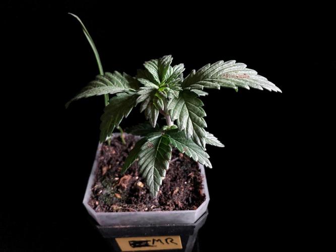 3M 🌮 Mexican Rush. Week 3