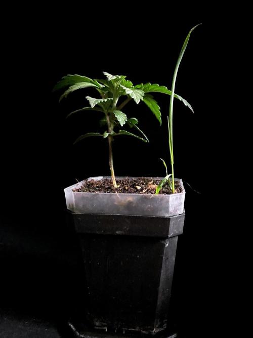 3M 🌮 Mexican Rush. Week 3