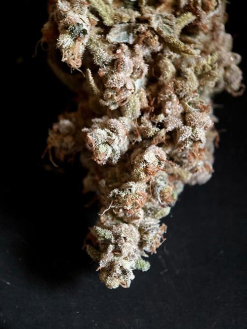 3M ⭕ Panama Red II. Week 22