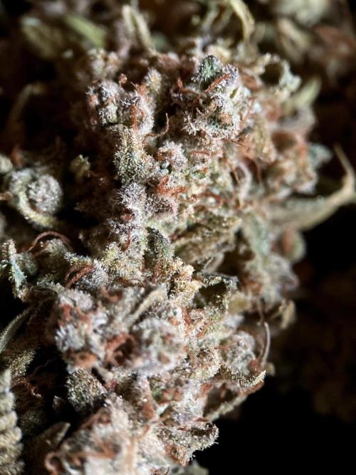 Panama Red. Week 22