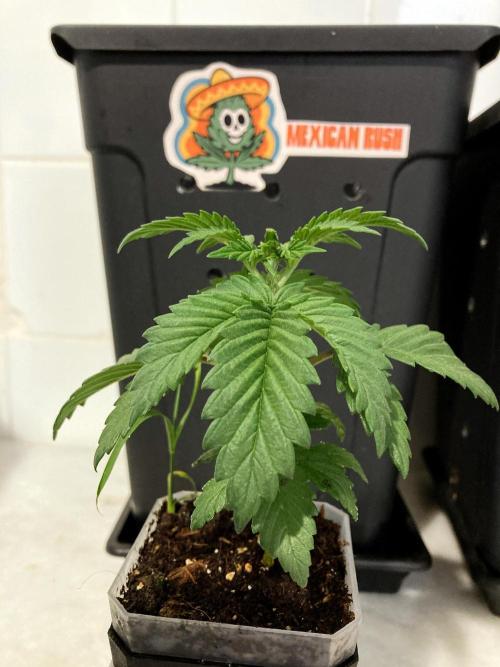 3M 🌮 Mexican Rush. Week 4