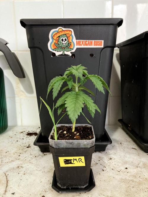 3M 🌮 Mexican Rush. Week 4