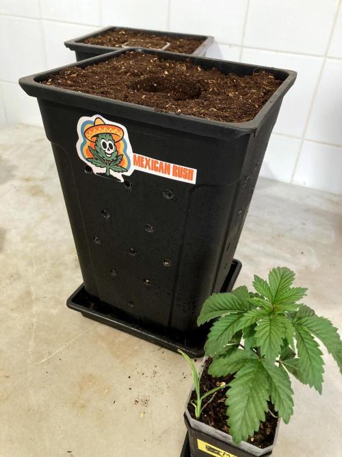 3M 🌮 Mexican Rush. Week 4