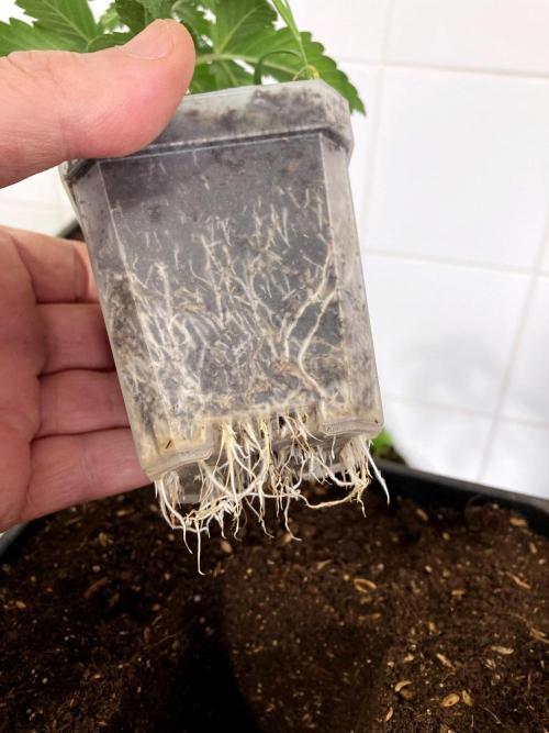 3M 🌮 Mexican Rush. Week 4