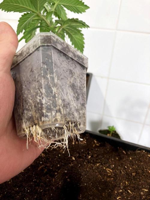3M 🌮 Mexican Rush. Week 4