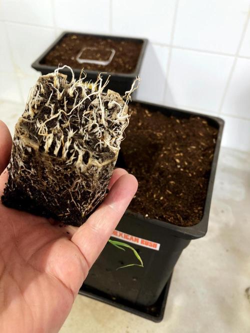 3M 🌮 Mexican Rush. Week 4