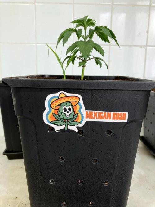 3M 🌮 Mexican Rush. Week 4