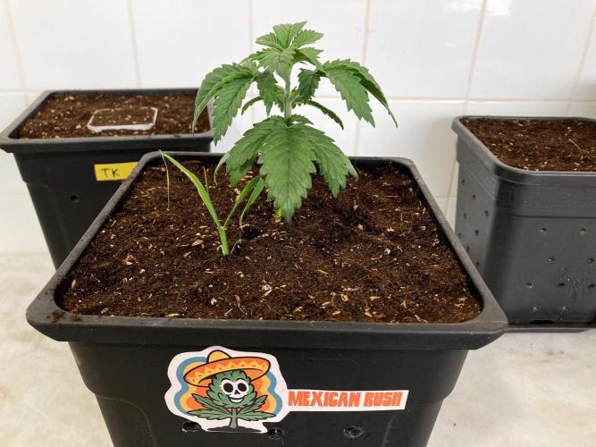 3M 🌮 Mexican Rush. Week 4