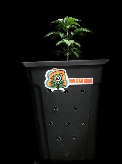 3M 🌮 Mexican Rush. Week 4