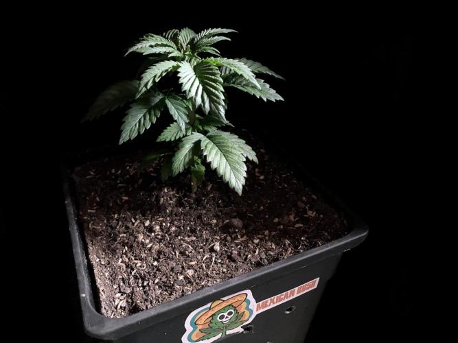 3M 🌮 Mexican Rush. Week 4 - After 4 days