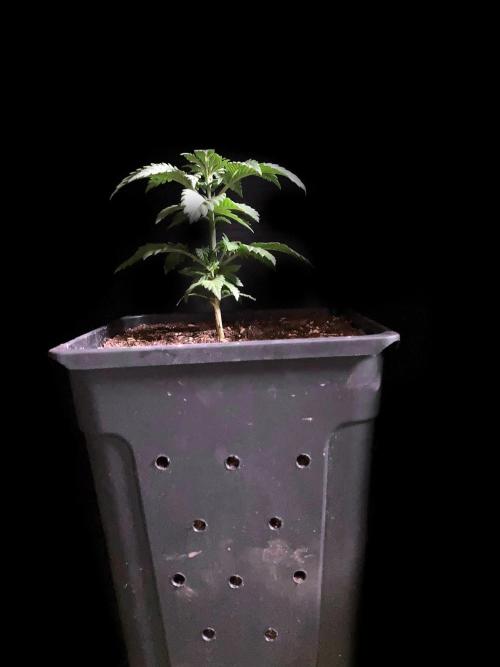 3M 🌮 Mexican Rush. Week 4 - After 4 days
