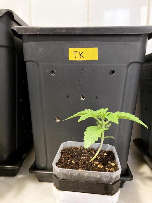 3M 🔺 Tutankhamon. Week 3