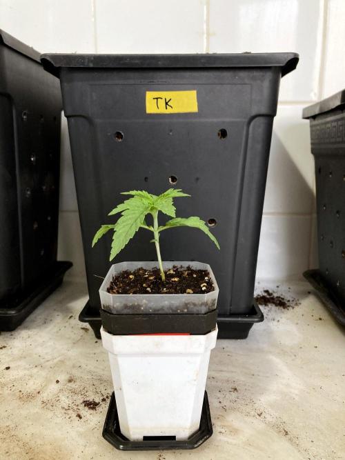 3M 🔺 Tutankhamon. Week 3