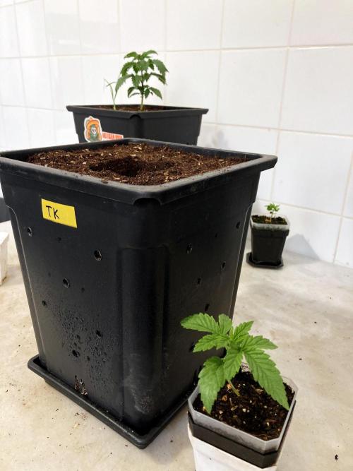 3M 🔺 Tutankhamon. Week 3