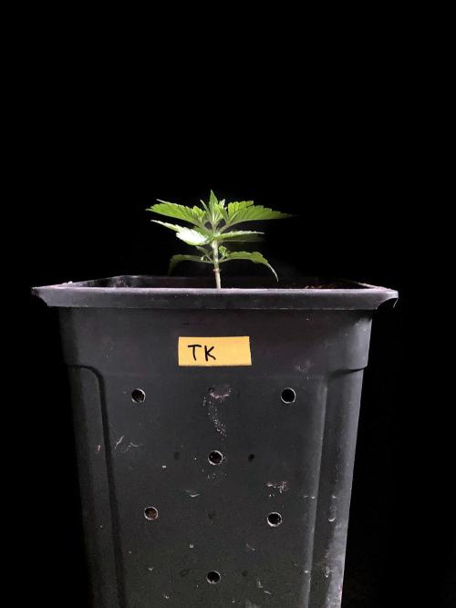 3M 🔺 Tutankhamon. Week 3 - 4 days later